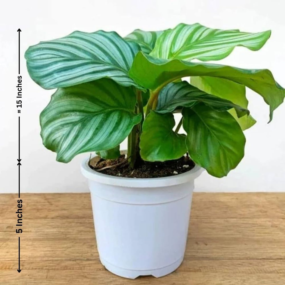 Plants Online in Bangalore for Sale