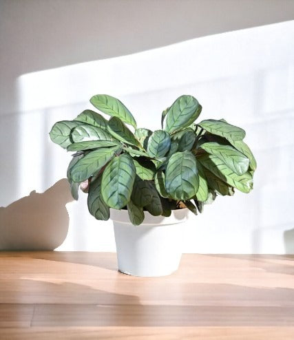 Indoor plant shops in Bangalore