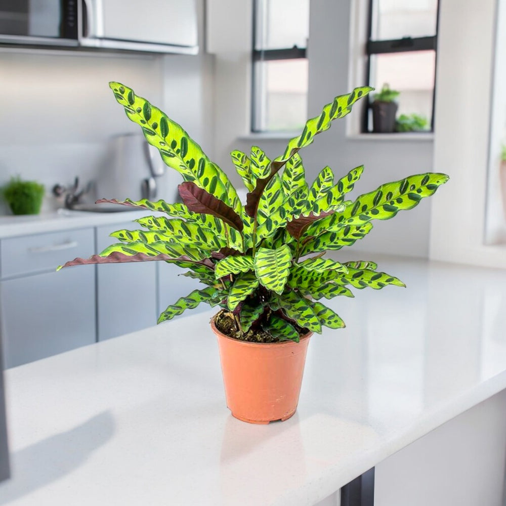 Indoor plant delivery in Bangalore