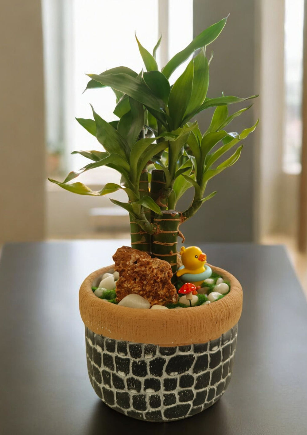 miniature bamboo plant Near bangalore