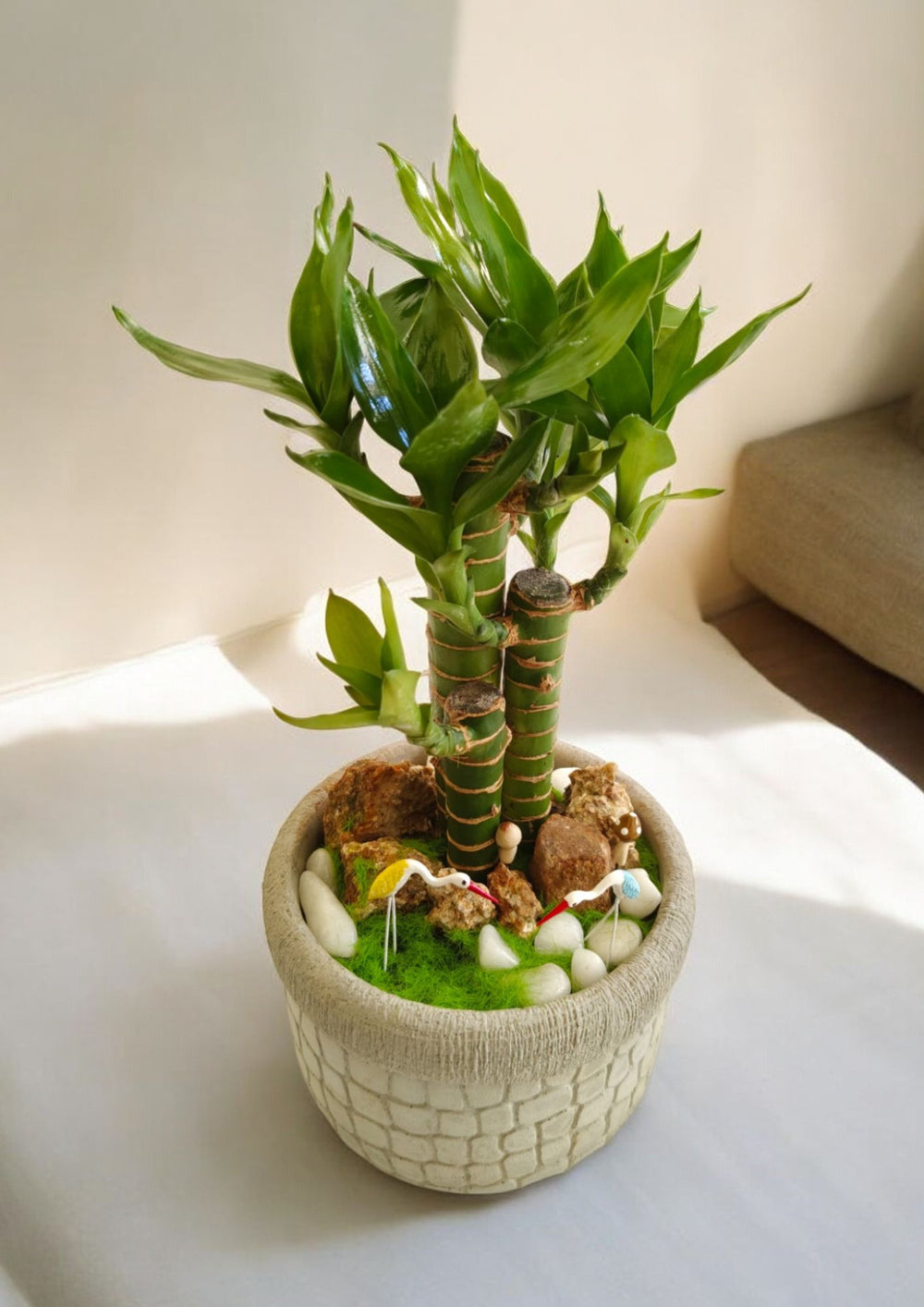 ceramic bamboo planter Near Bangalore