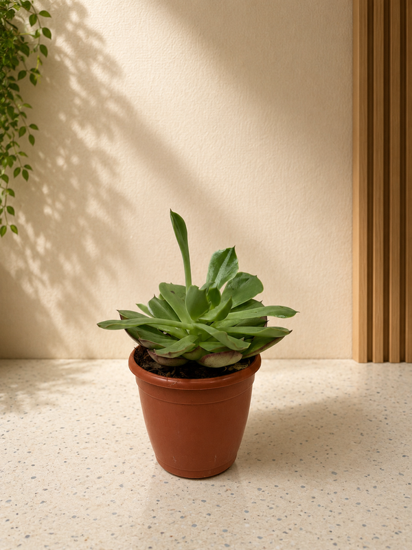 Green Echeveria Succulent Plant