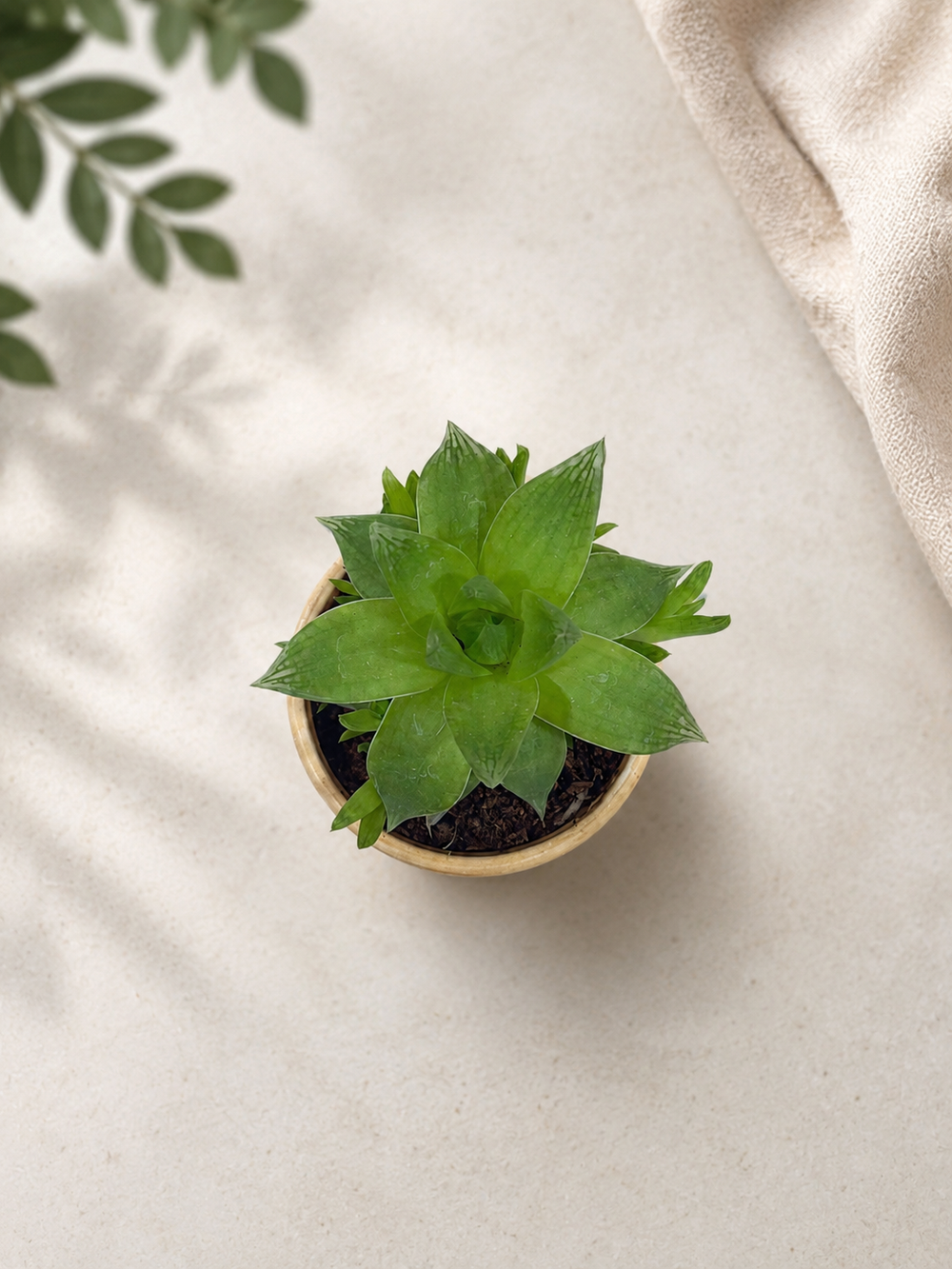 Window Haworthia Succulent Plant