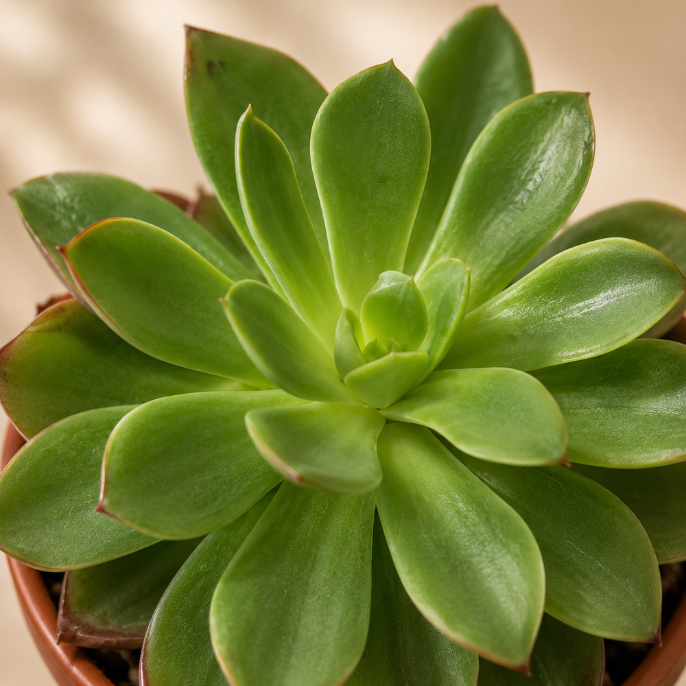 Green Echeveria Succulent Plant