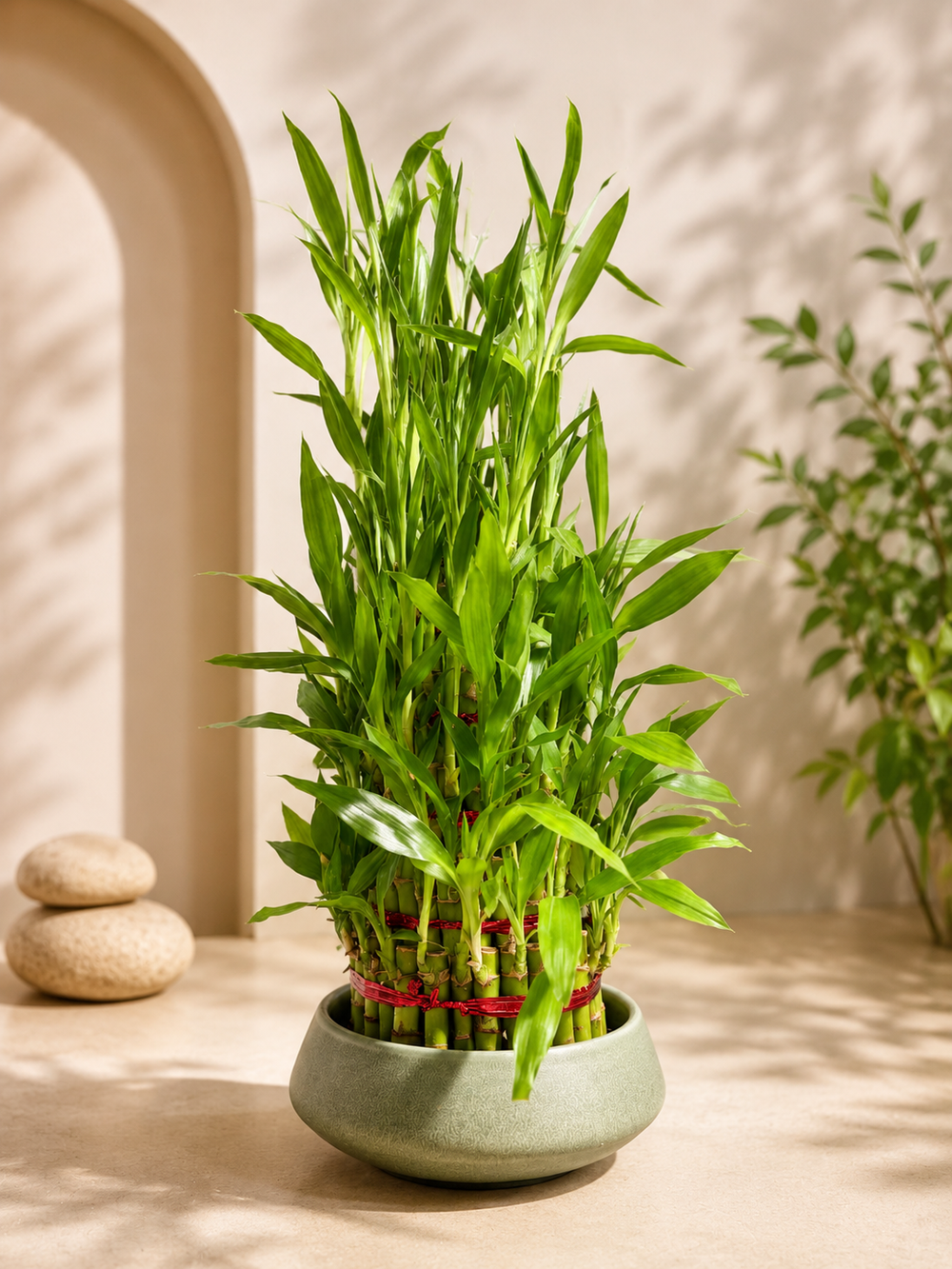 5 Layer Lucky Bamboo Plant