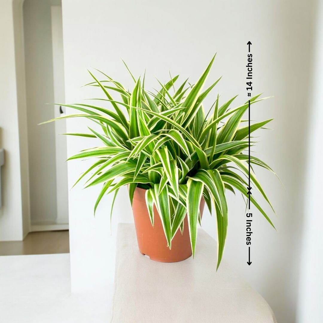 Indoor plant in Bangalore