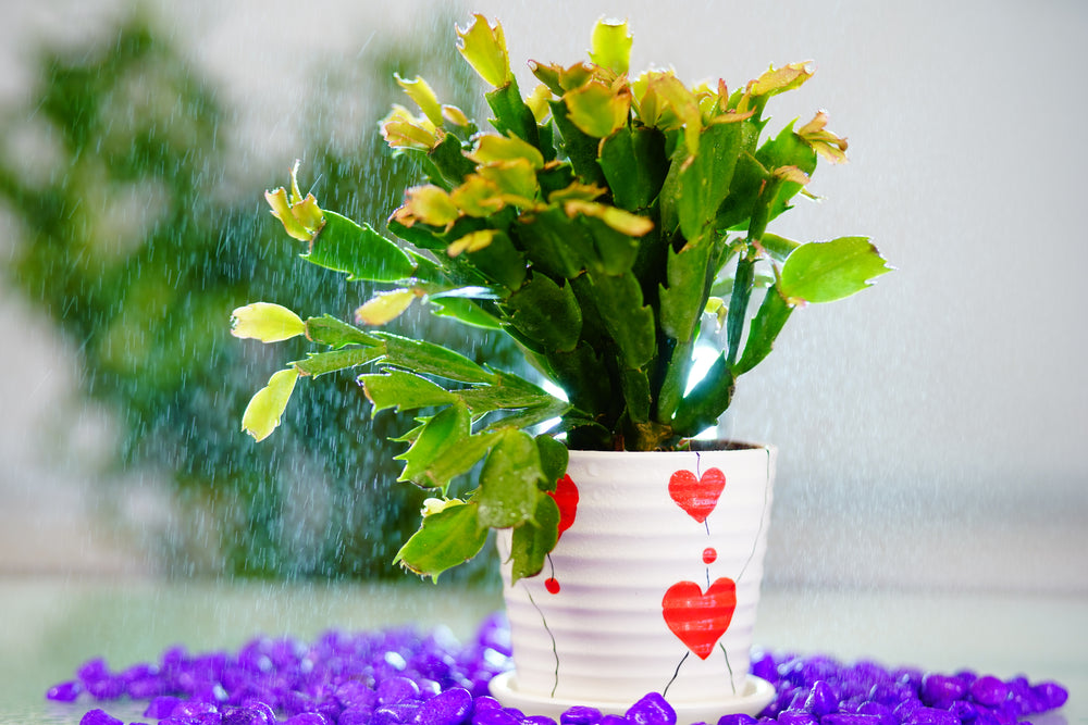 Indoor Plants for Home in Bangalore
