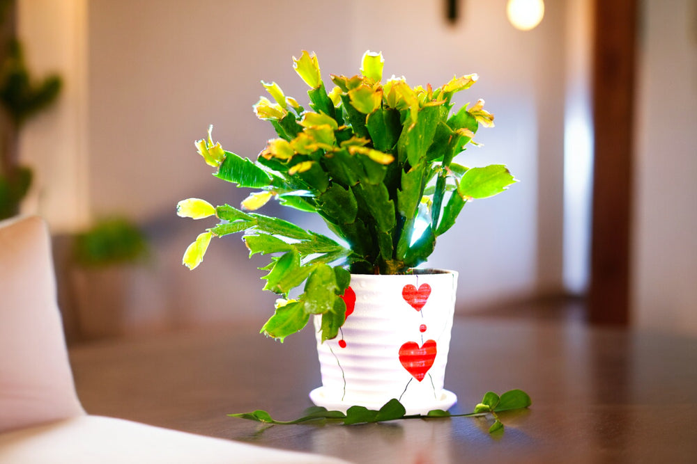 Indoor plants safe home delivery