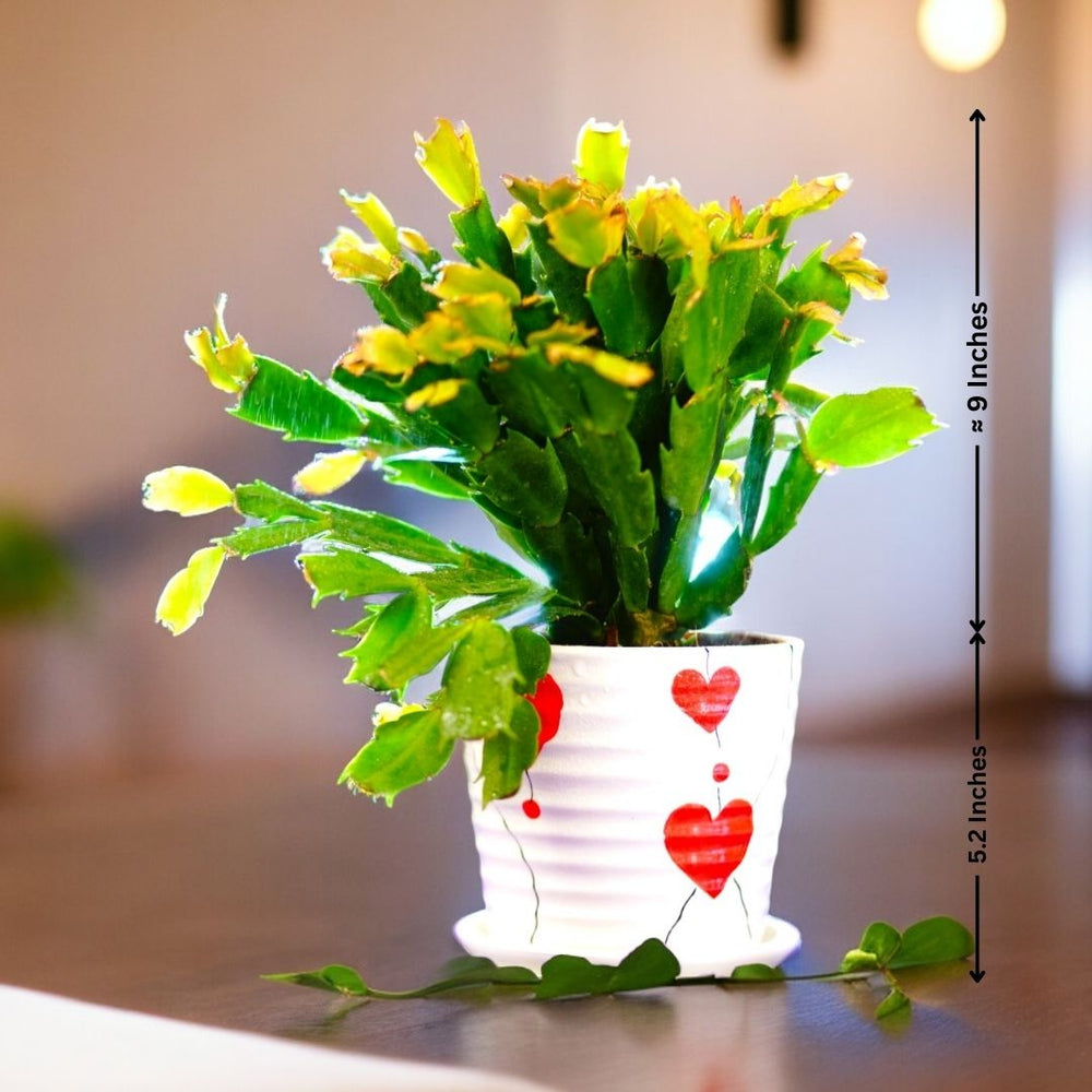 Plants Online in Bangalore for Sale