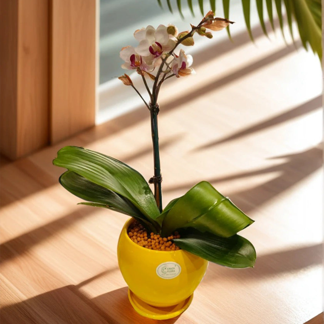 Cloud Farm Orchid – Beautiful Exotic Flowering Plant for Home & Office