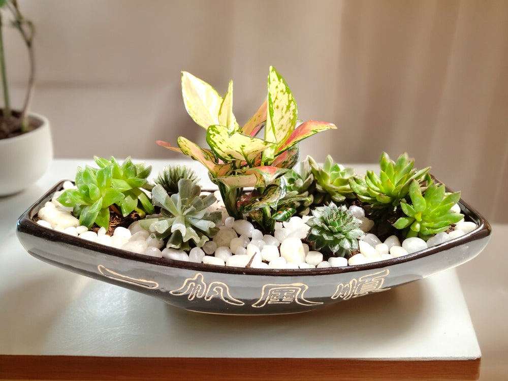 Succulent Garden Boat