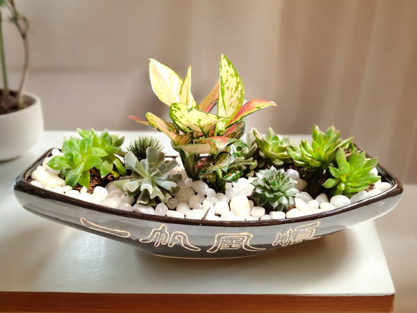 Succulent Garden Boat indoor plant in a pot