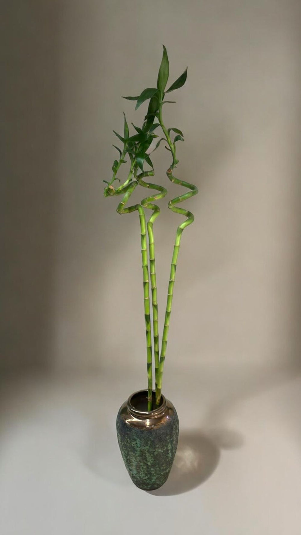 spiral bamboo plant In Bangalore
