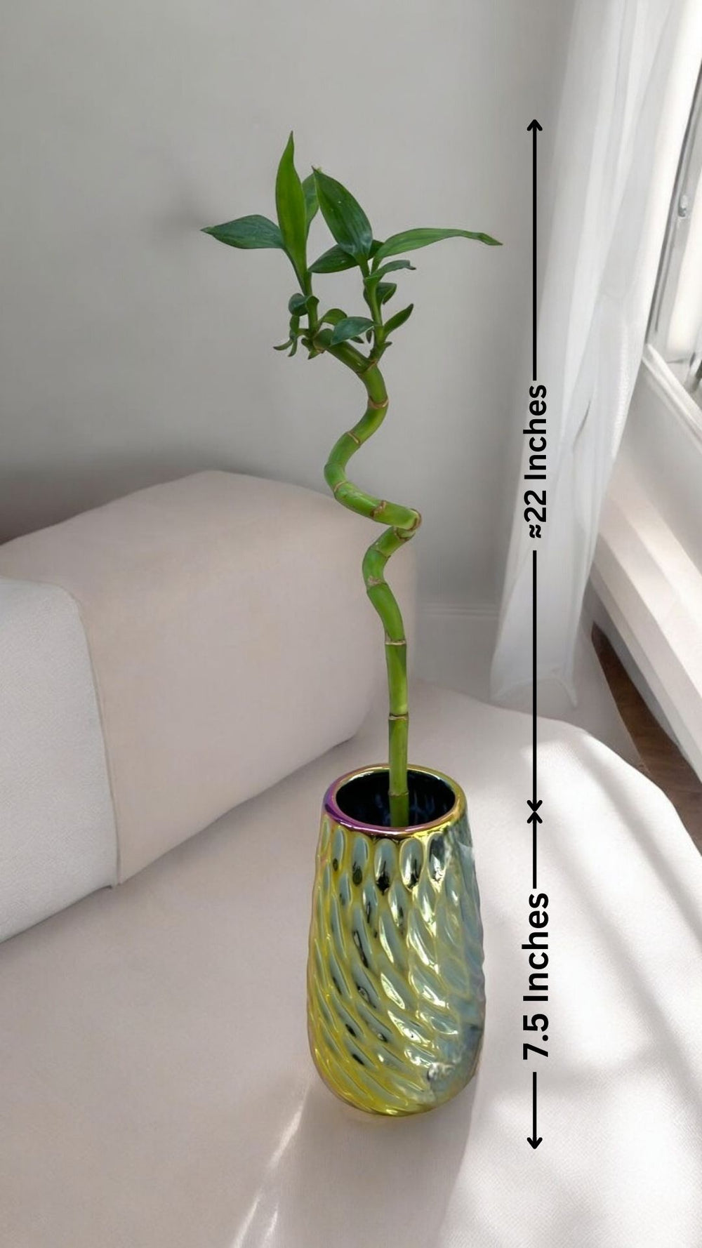 spiral stick lucky bamboo plant In Bangalore
