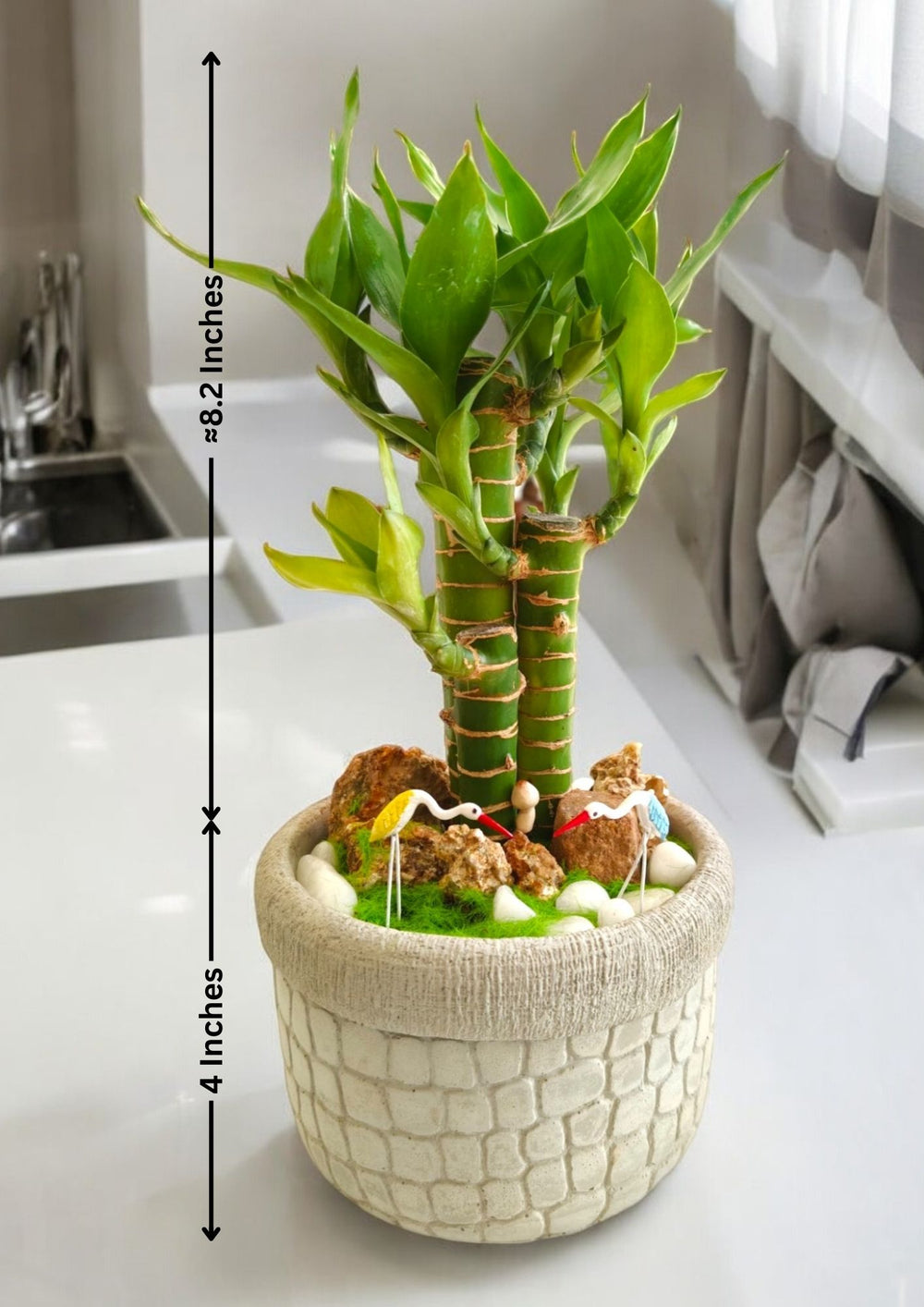 bamboo plant home decor in Bangalore