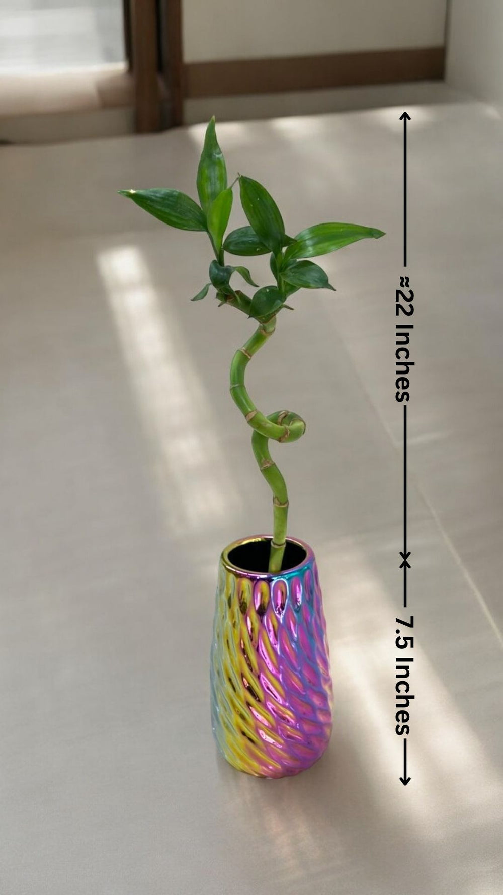 spiral bamboo plant online In bangalore