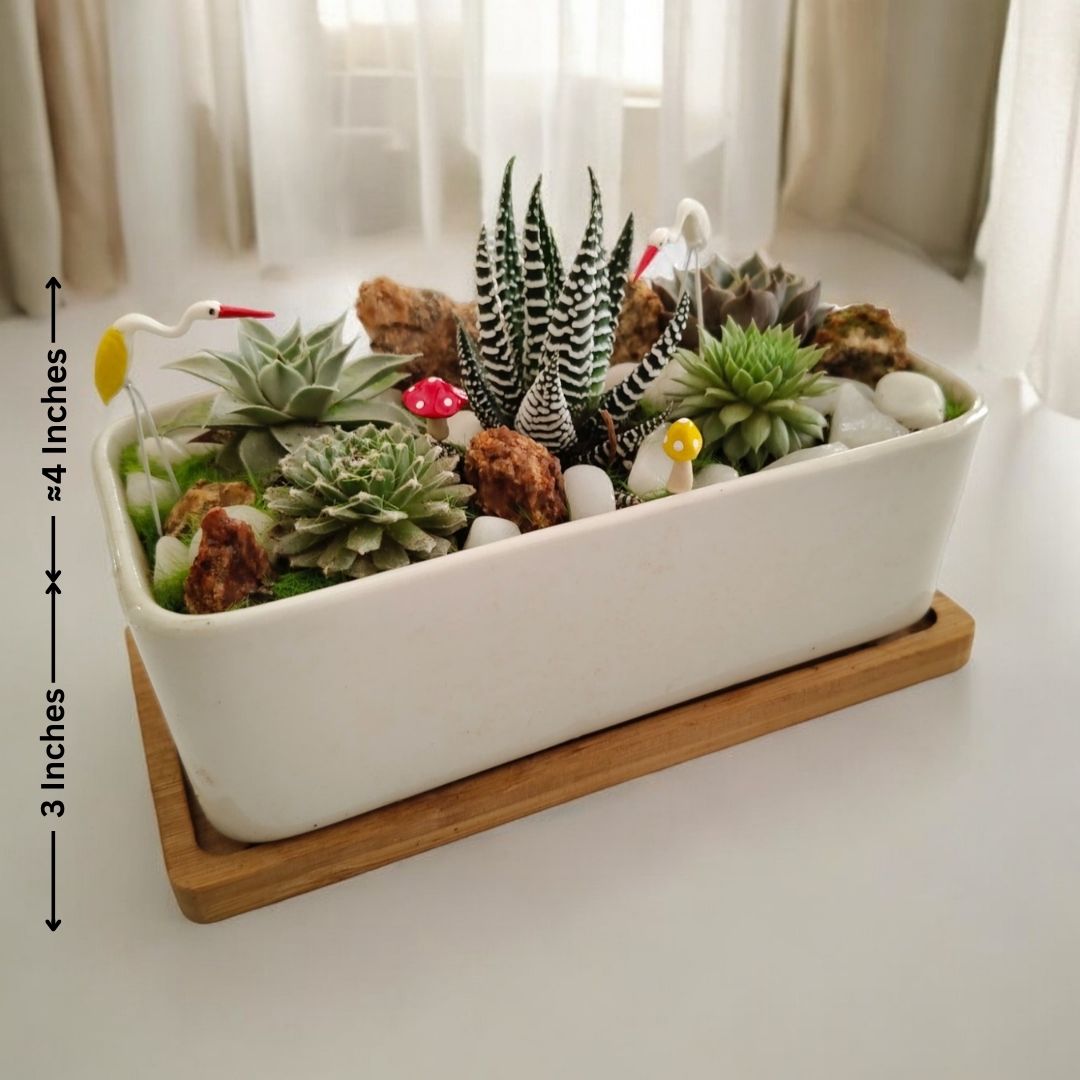 succulent miniature garden In Bangalore