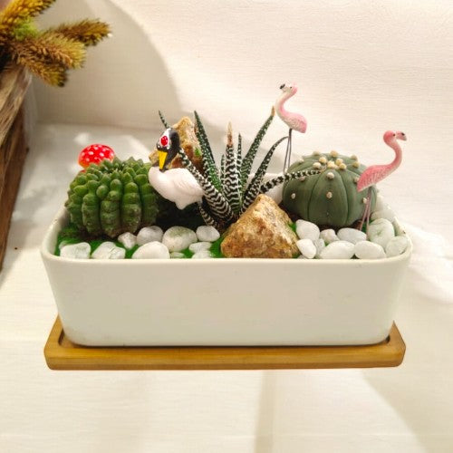 Designer_planter_with_Succulents And Miniatures air plants in bangalore