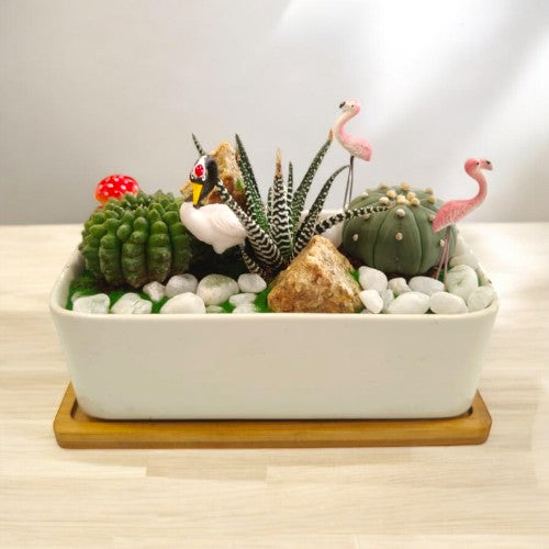 Designer_planter_with_Succulents And Miniatures types of plants in bangalore