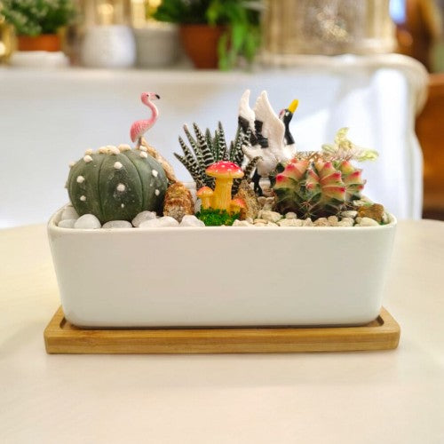 Designer_planter_with_Succulents And Miniatures plants around us in bangalore