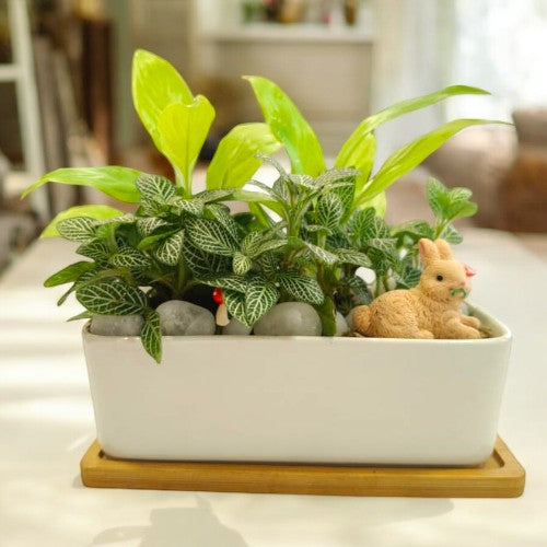Designer_planter_with_Succulents_and _miniatures 12 in Bangalore