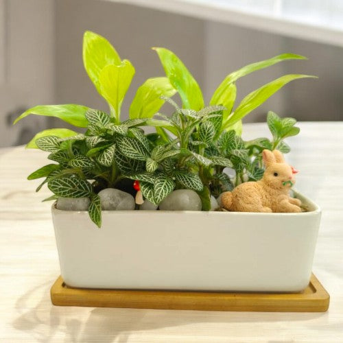 Designer_planter_with_Succulents_and _miniatures 13 in Bangalore