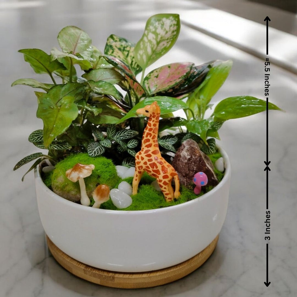plant decorative pots Near Bangalore