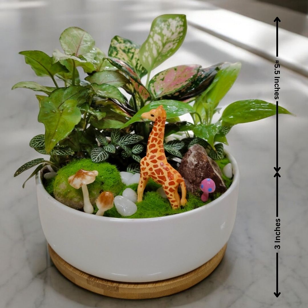 plant decorative pots Near Bangalore