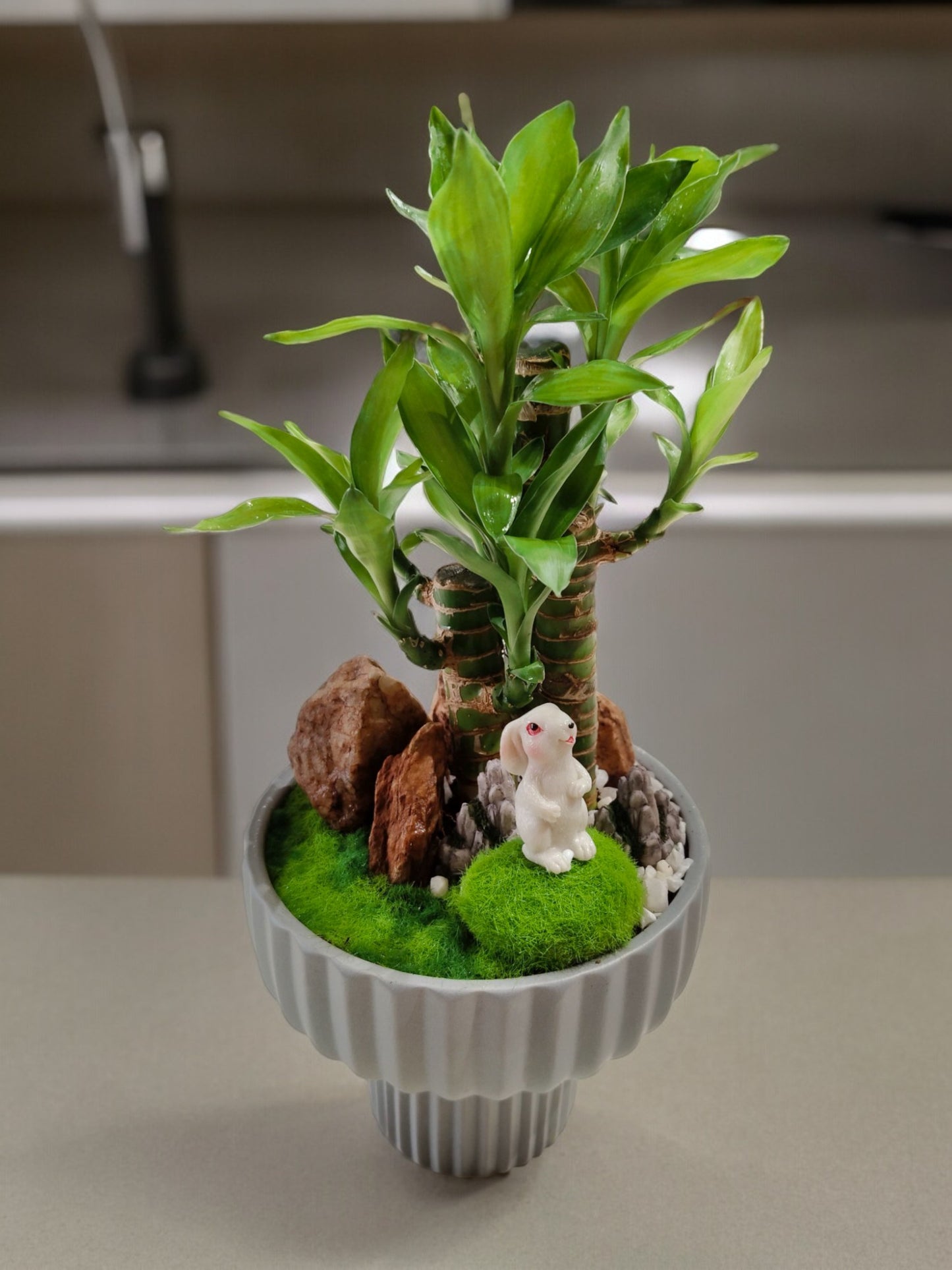 Natural Dracaena Bonsai With Designer pot