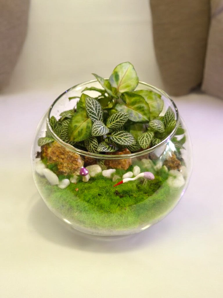 shade terrarium plants Designer Plants Terrarium with Fittonia – Crazyflora