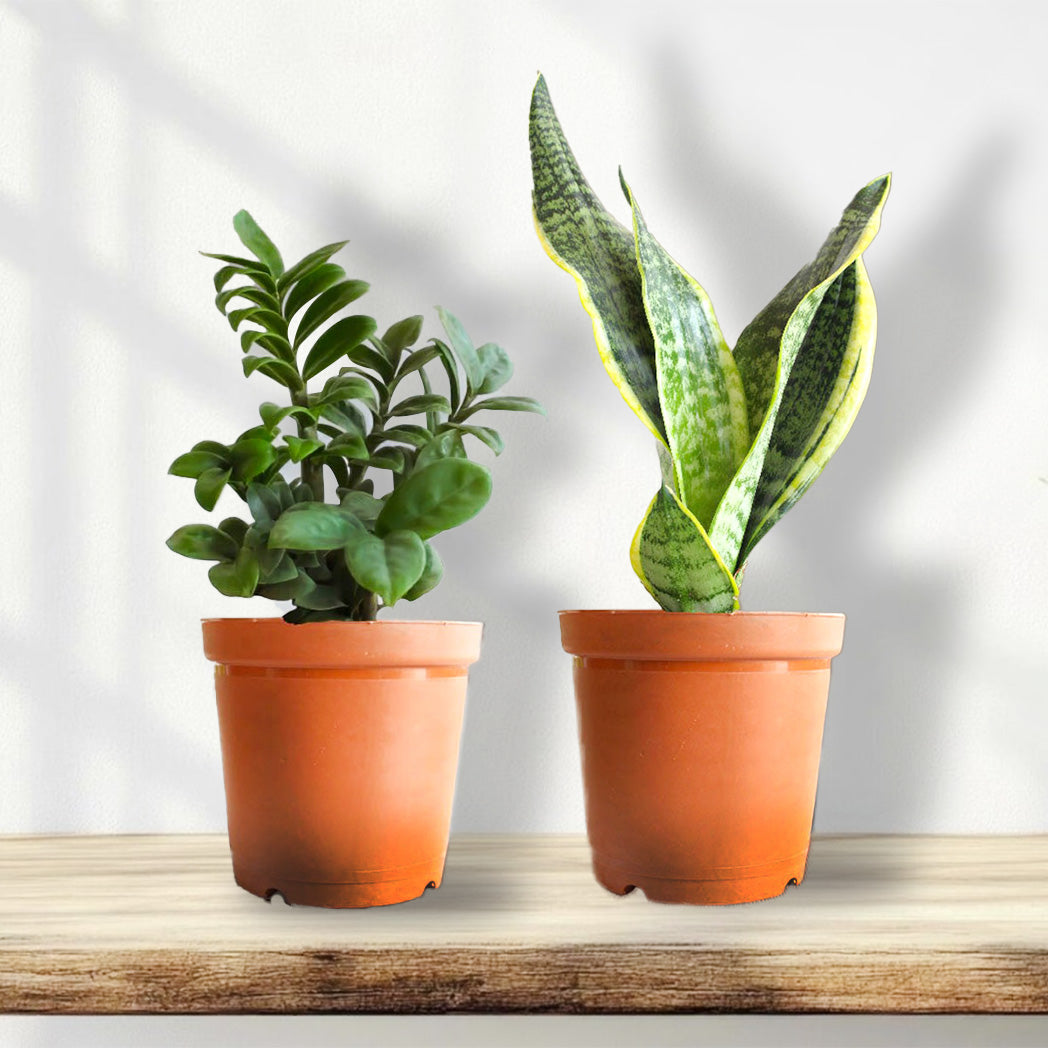 Easy to Care Combo featuring ZZ plant and Snake plant in decorative pots
