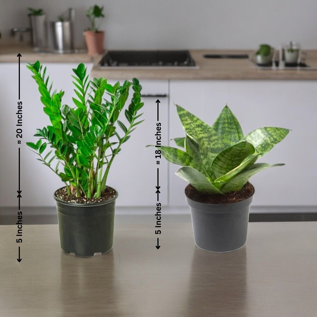 Best plant nurseries in Bangalore
