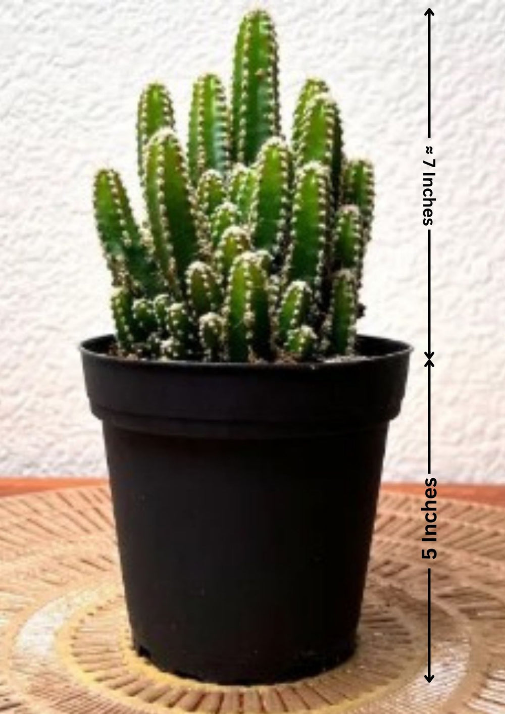 Indoor plants safe home delivery