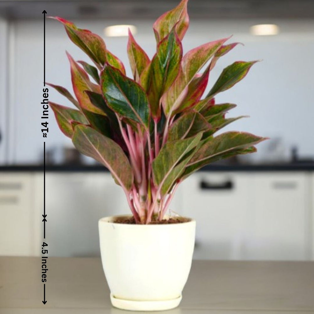 Plants Online in Bangalore for Sale