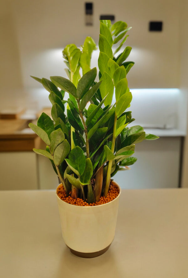 Exotic Zamia ZZ plant with thick glossy leaves in a round plastic planter