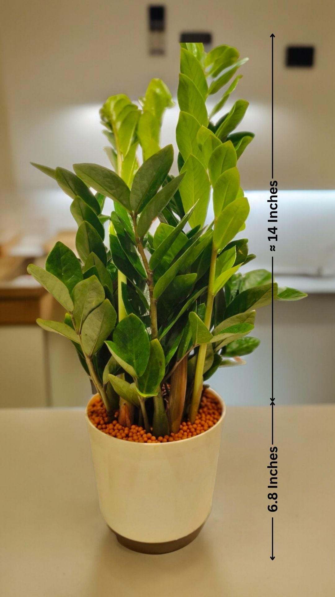 Buy indoor plants online Bangalore