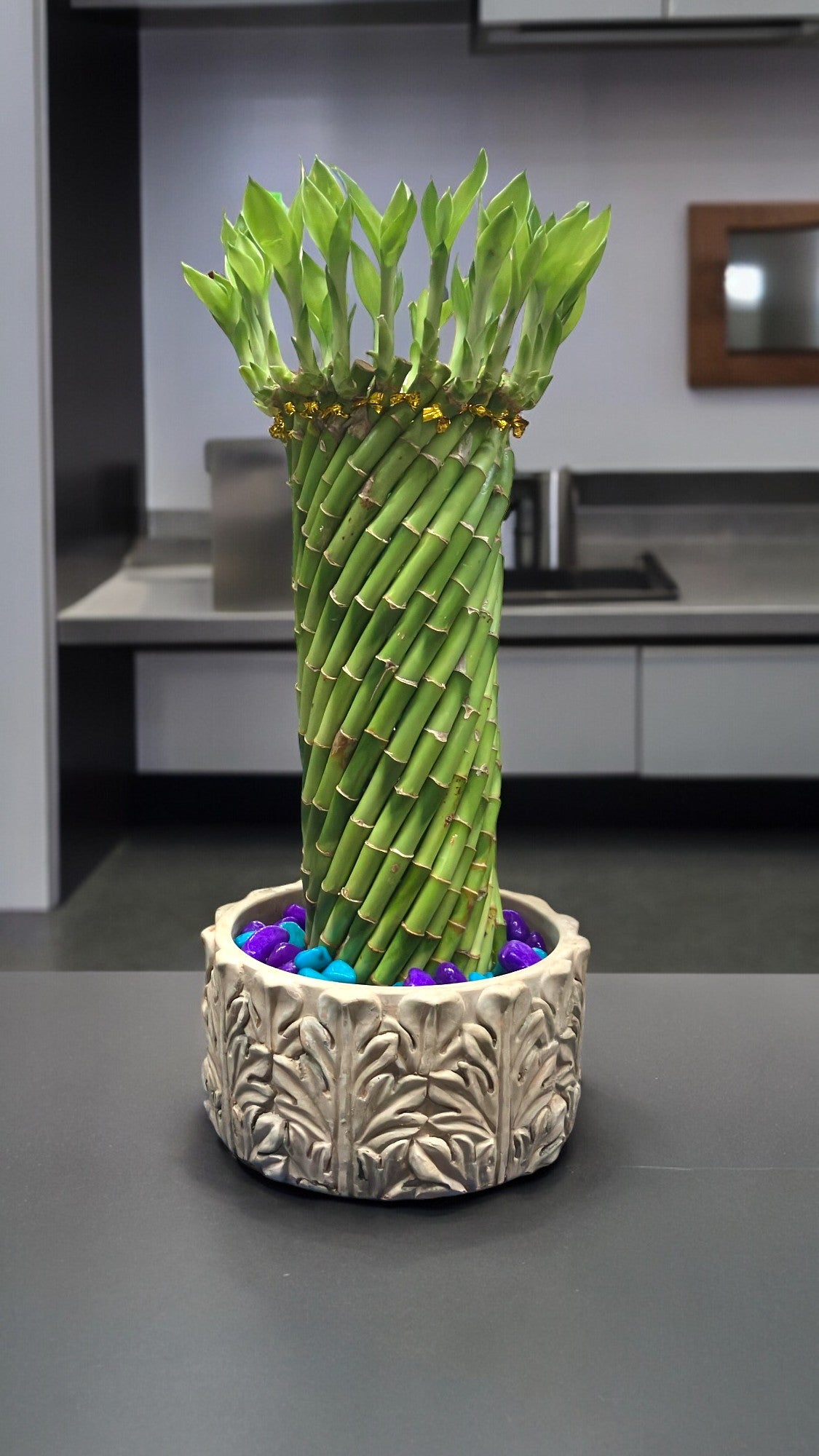 indoor plant