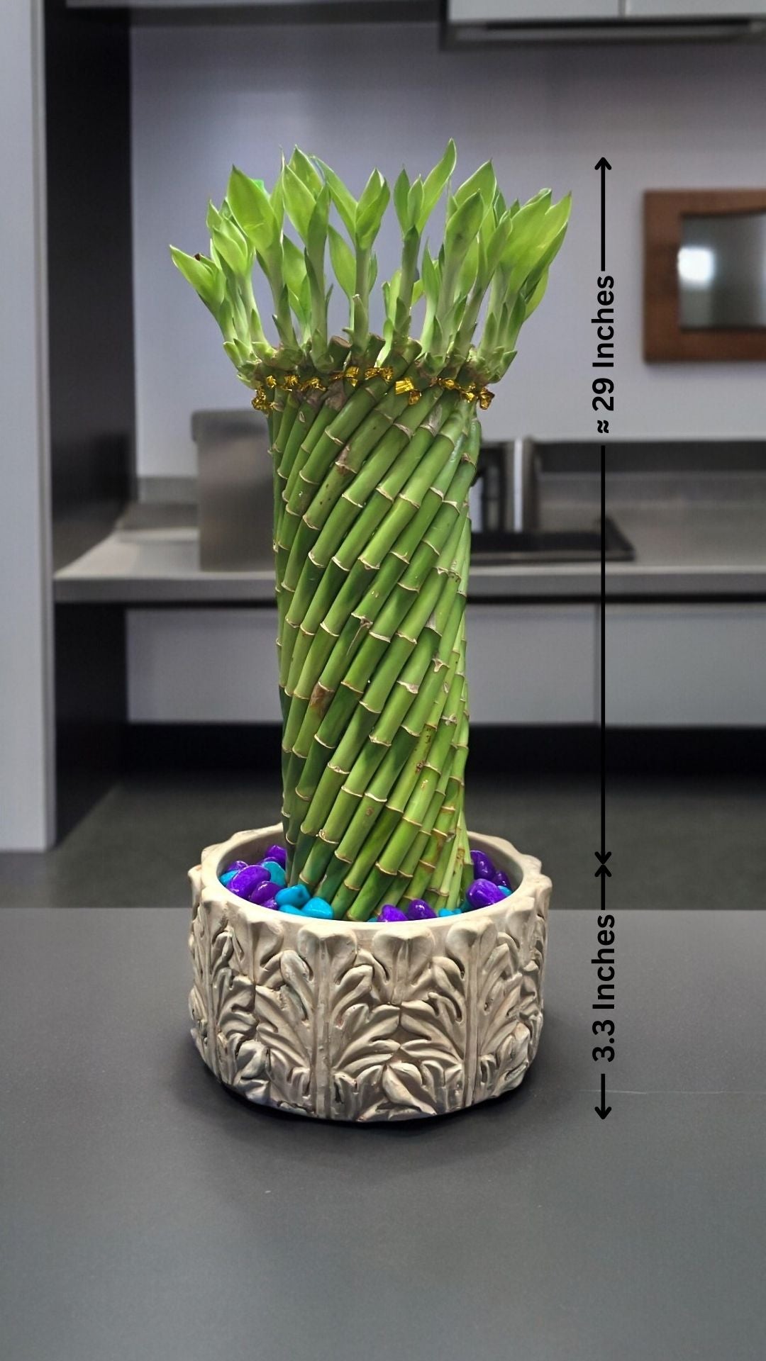Indoor plants in Bangalore