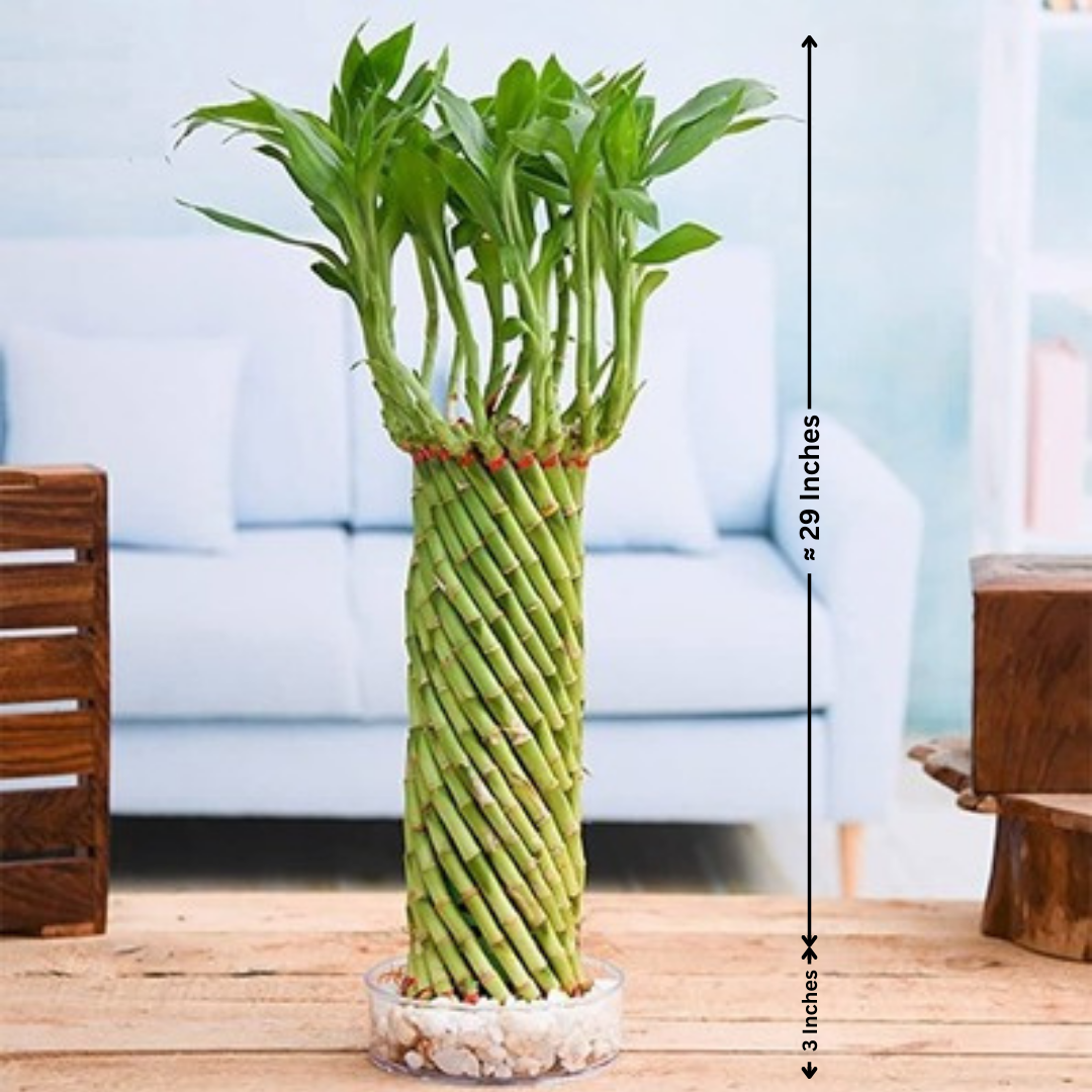 Indoor Plants in Bangalore