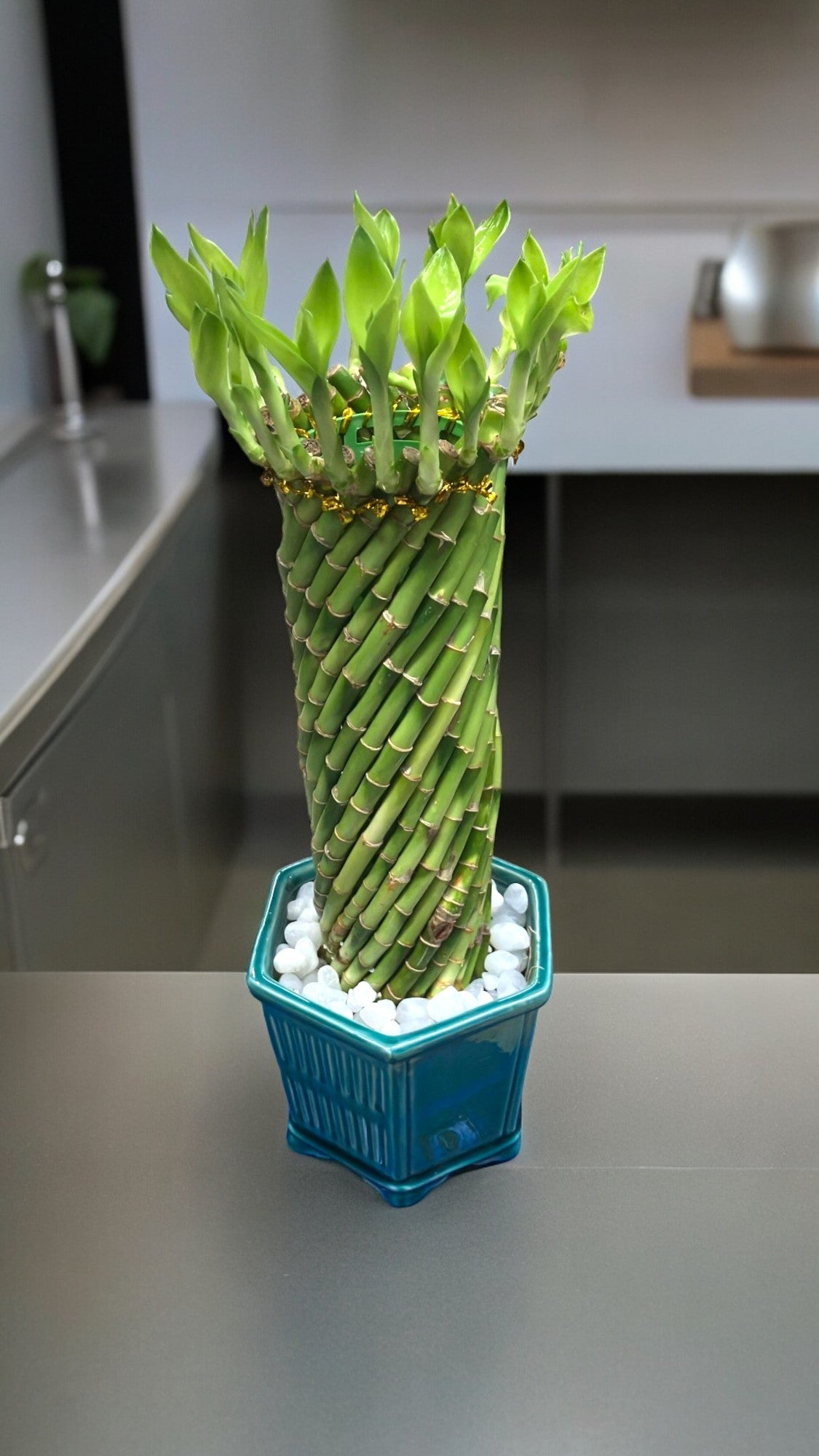Best indoor plants for Bangalore homes