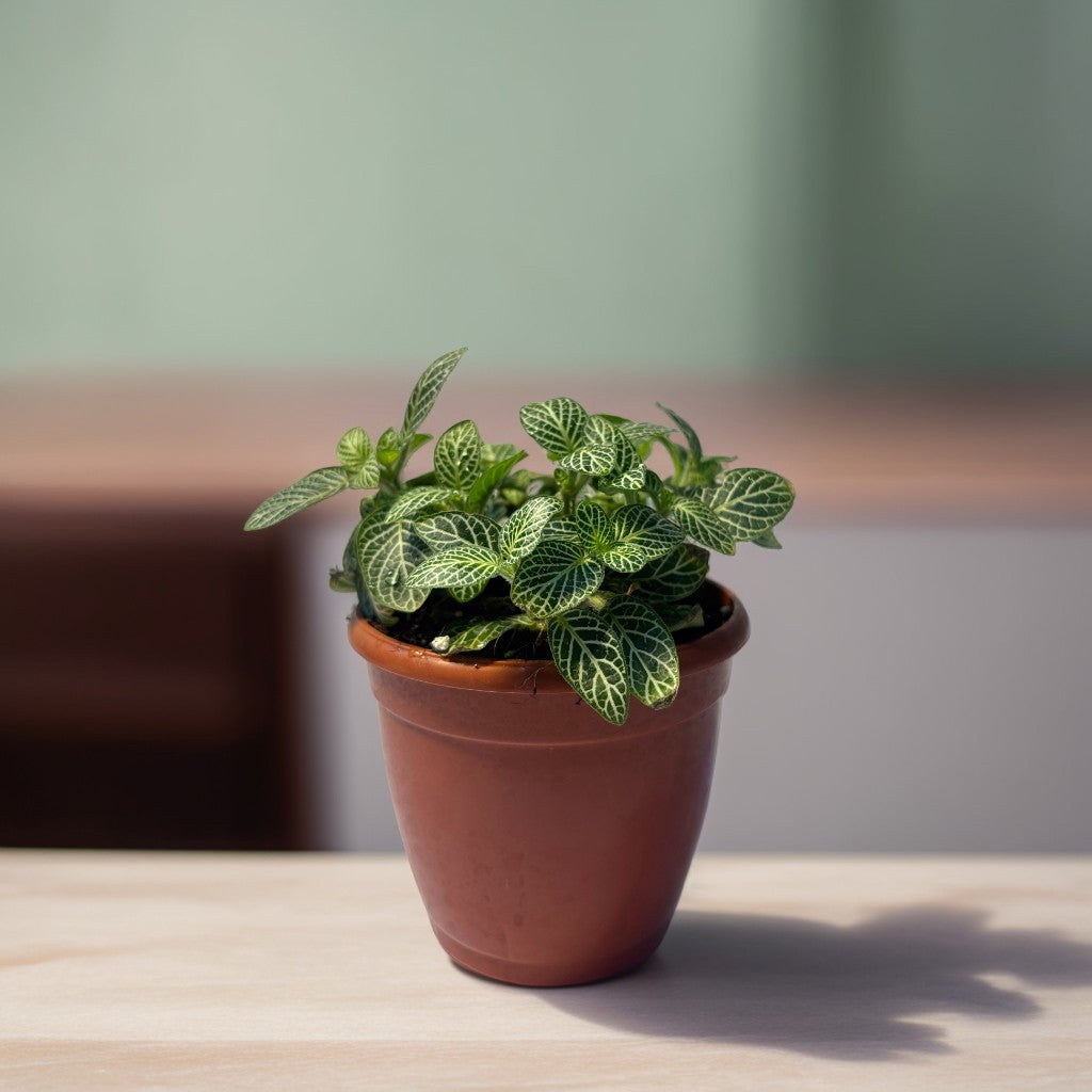 Fittonia (Nerve Plant) with colorful vein patterns – indoor decorative plant – CrazyFlora
