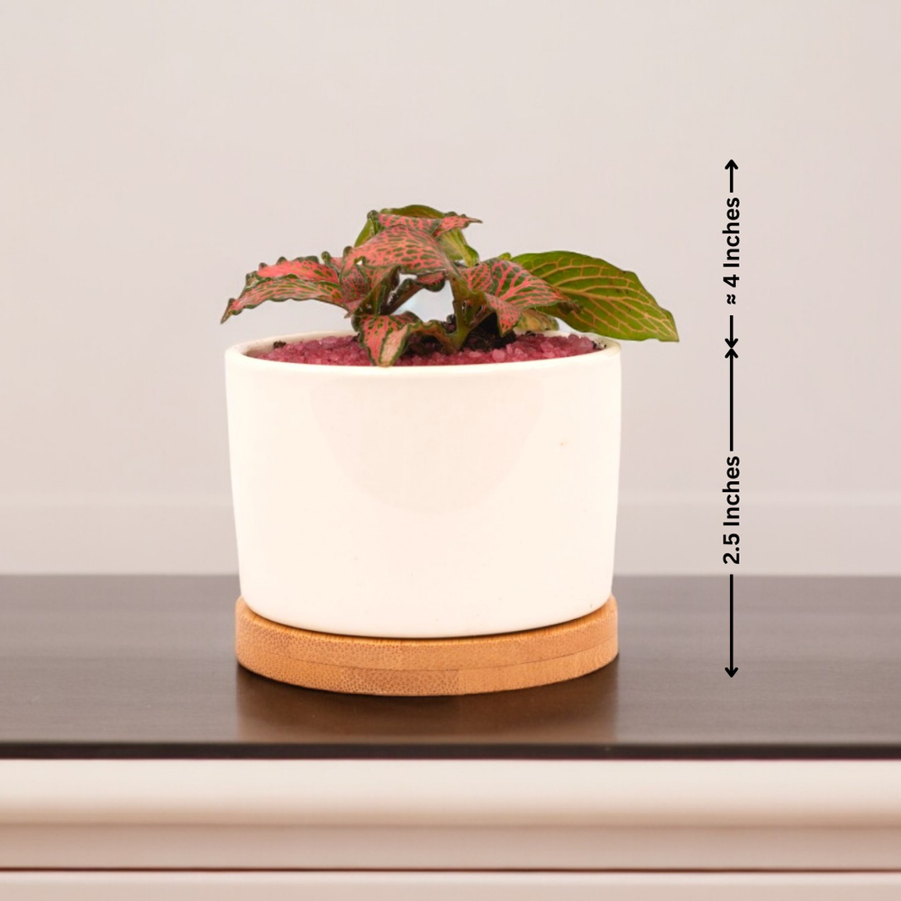Indoor plants for apartments in Bangalore