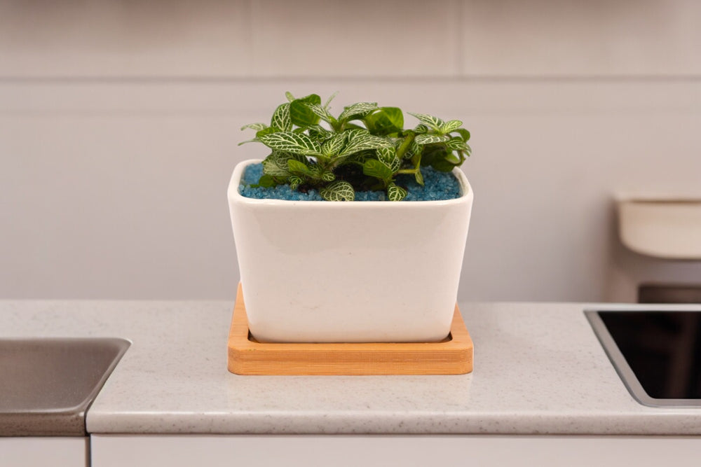 Indoor plant care Bangalore