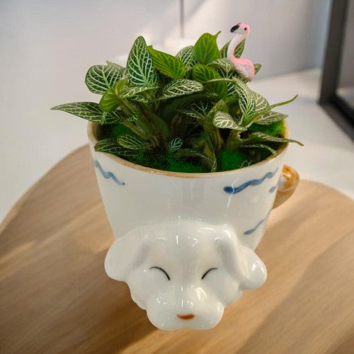Fittonia plant delivery in Bangalore