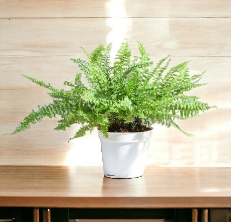 Indoor plants for apartments in Bangalore