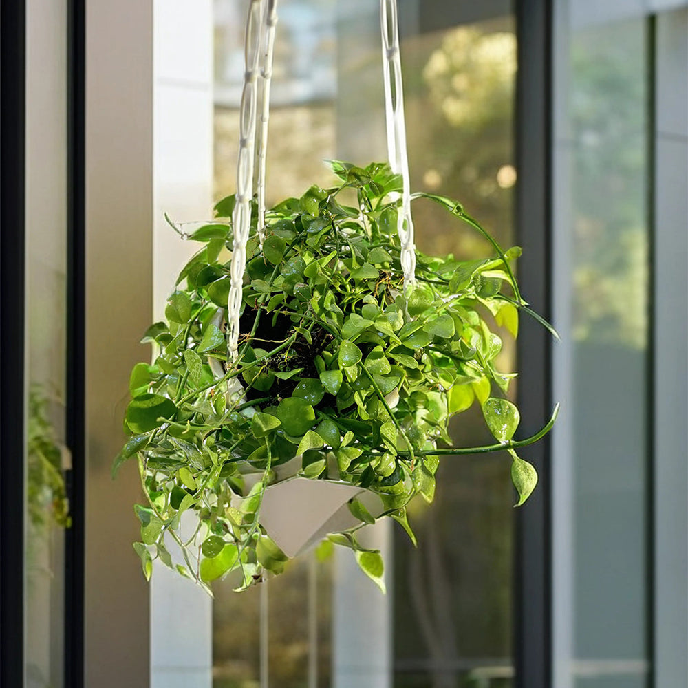 Hanging pot planter for indoor plants and balcony garden – CrazyFlora