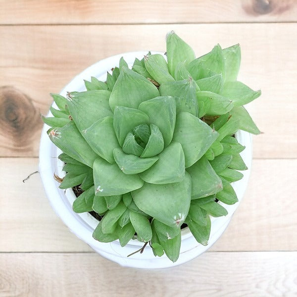 Indoor plants for apartments in Bangalore