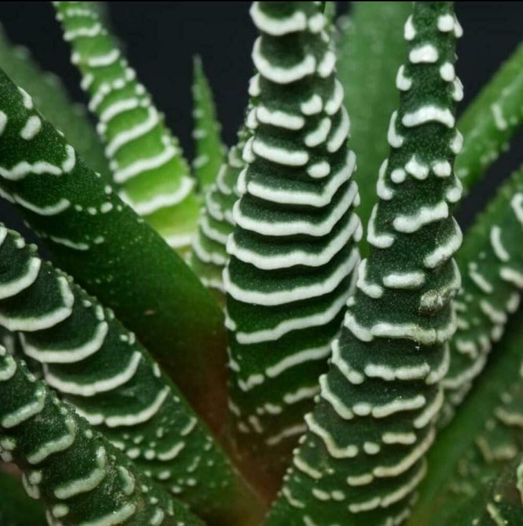 Indoor plant delivery in Bangalore