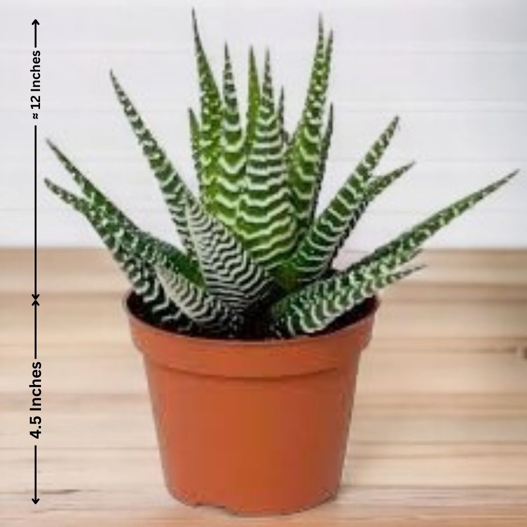 Indoor plant care Bangalore