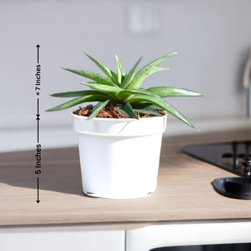 Indoor plants safe home delivery